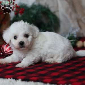 Timber, Bichon Frise Puppy